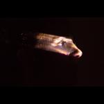 Re_humanization IV