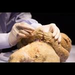 Marijs Boulogne: The Anatomy Lesson - A Forensic Fairytale