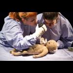 Marijs Boulogne: The Anatomy Lesson - A Forensic Fairytale