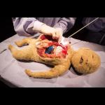 Marijs Boulogne: The Anatomy Lesson - A Forensic Fairytale