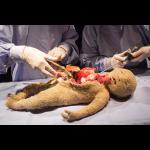 Marijs Boulogne: The Anatomy Lesson - A Forensic Fairytale