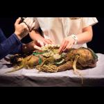 Marijs Boulogne: The Anatomy Lesson - A Forensic Fairytale